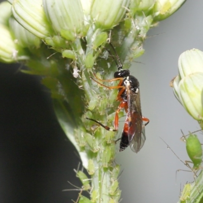 Ichneumonidae (family) (Unidentified ichneumon wasp) at ANBG - 20 Oct 2020 by TimL