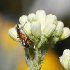 Ichneumonidae (family) at Downer, ACT - 20 Oct 2020