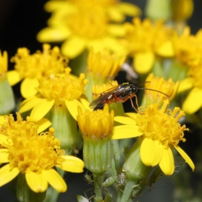 Ichneumonidae (family) (Unidentified ichneumon wasp) at Acton, ACT - 20 Oct 2020 by TimL