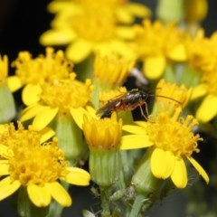 Ichneumonidae (family) (Unidentified ichneumon wasp) at Acton, ACT - 20 Oct 2020 by TimL