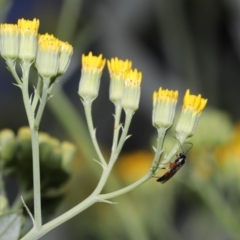 Ichneumonidae (family) at Acton, ACT - 20 Oct 2020