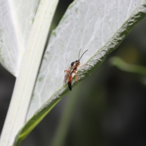 Ichneumonidae (family) at Acton, ACT - 20 Oct 2020