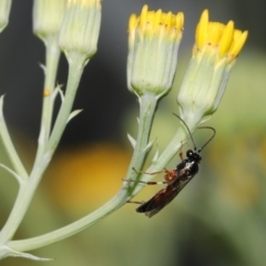 Ichneumonidae (family) at Acton, ACT - 20 Oct 2020