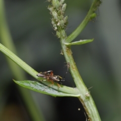 Ichneumonidae (family) at Acton, ACT - 20 Oct 2020