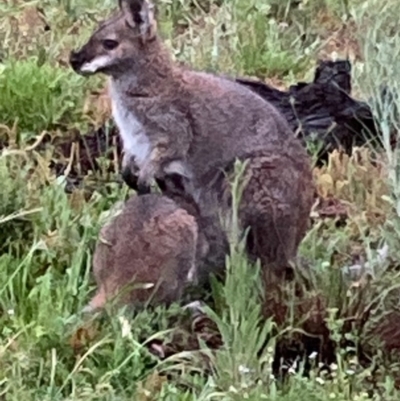 Notamacropus rufogriseus (Red-necked Wallaby) at Bungendore, NSW - 25 Oct 2020 by yellowboxwoodland