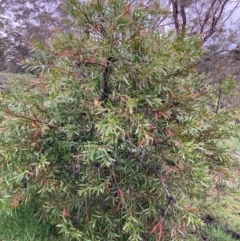 Hakea salicifolia at Bungendore, NSW - 23 Oct 2020