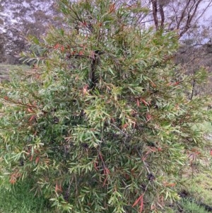 Hakea salicifolia at Bungendore, NSW - 23 Oct 2020