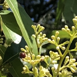 Exoneura sp. (genus) at Wattamolla, NSW - 22 Oct 2020