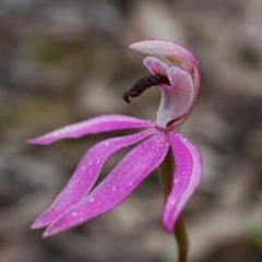 Caladenia congesta (Pink Caps) at Black Mountain - 25 Oct 2020 by shoko