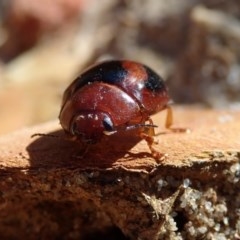 Paropsisterna erudita (Erudita leaf beetle) at Eurobodalla National Park - 12 Oct 2020 by Laserchemisty