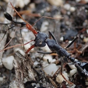 Myrmecia sp. (genus) at Bodalla, NSW - 16 Oct 2020