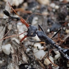 Myrmecia sp. (genus) (Bull ant or Jack Jumper) at Eurobodalla National Park - 15 Oct 2020 by Laserchemisty