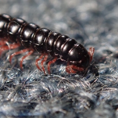 Polydesmida (order) (Armoured millipede) at Dalmeny, NSW - 13 Oct 2020 by Laserchemisty