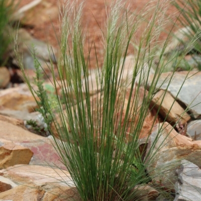 Austrostipa scabra (Corkscrew Grass, Slender Speargrass) at Gundaroo, NSW - 24 Oct 2020 by Gunyijan