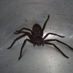 Isopeda (genus) (Huntsman Spider) at Dalmeny, NSW - 17 Oct 2020 by Laserchemisty