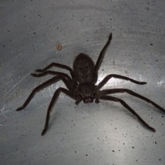 Isopeda sp. (genus) (Huntsman Spider) at Dalmeny, NSW - 17 Oct 2020 by Laserchemisty