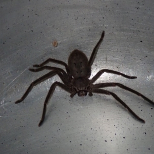 Isopeda sp. (genus) at Dalmeny, NSW - 17 Oct 2020