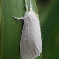 Euproctis sp. (A Tussock Moth) at Dalmeny, NSW - 18 Oct 2020 by Laserchemisty