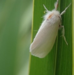 Euproctis (genus) at Dalmeny, NSW - 18 Oct 2020 12:00 PM