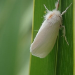 Euproctis (genus) at Dalmeny, NSW - 18 Oct 2020 12:00 PM