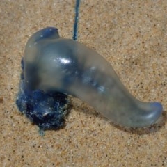 Physalia utriculus (Bluebottle (Indo-Pacific form)) at Dalmeny, NSW - 15 Oct 2020 by Laserchemisty