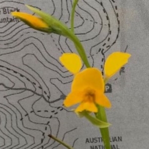 Diuris aequalis at Carwoola, NSW - suppressed