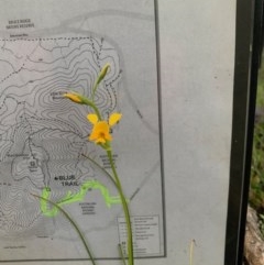 Diuris aequalis at Carwoola, NSW - suppressed