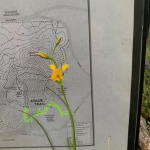 Diuris aequalis at Carwoola, NSW - suppressed