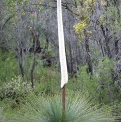 Xanthorrhoea glauca subsp. angustifolia (Grey Grass-tree) at Paddys River, ACT - 24 Oct 2020 by trevsci