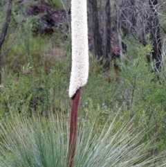 Xanthorrhoea glauca subsp. angustifolia at Paddys River, ACT - 24 Oct 2020