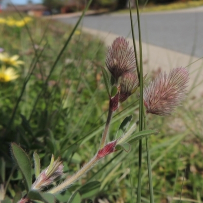 Trifolium arvense var. arvense (Haresfoot Clover) at Conder, ACT - 1 Oct 2020 by MichaelBedingfield