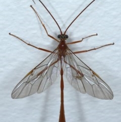 Enicospilus insularis (An Ophionine Wasp) at Ainslie, ACT - 17 Oct 2020 by jb2602