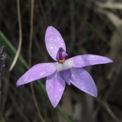 Glossodia major (Wax Lip Orchid) at Gungaderra Grasslands - 5 Oct 2020 by michaelb