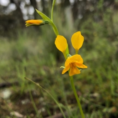 Diuris aequalis (Buttercup Doubletail) at suppressed - 25 Oct 2020 by MeganDixon