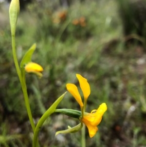 Diuris aequalis at suppressed - 25 Oct 2020