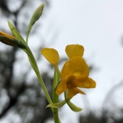 Diuris aequalis at suppressed - 25 Oct 2020