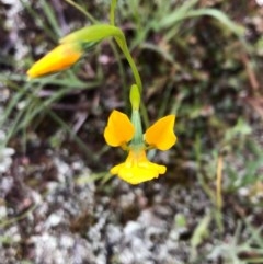 Diuris aequalis at suppressed - 25 Oct 2020