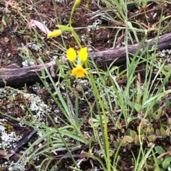 Diuris aequalis at suppressed - 25 Oct 2020