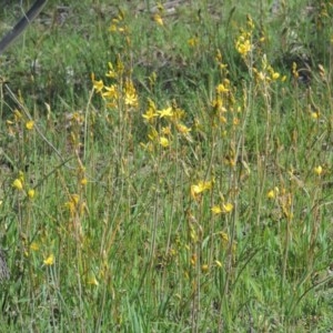 Bulbine bulbosa at Kaleen, ACT - 5 Oct 2020