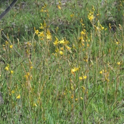 Bulbine bulbosa (Golden Lily, Bulbine Lily) at Kaleen, ACT - 5 Oct 2020 by michaelb