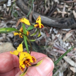 Diuris semilunulata at Downer, ACT - suppressed