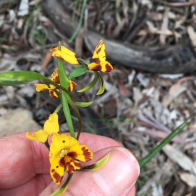 Diuris semilunulata (Late Leopard Orchid) at Mount Majura - 25 Oct 2020 by JenniM