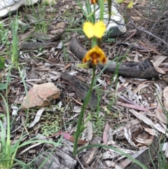 Diuris semilunulata at Downer, ACT - suppressed