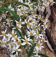 Olearia erubescens (Silky Daisybush) at Wyndham, NSW - 21 Oct 2020 by JoyGeorgeson