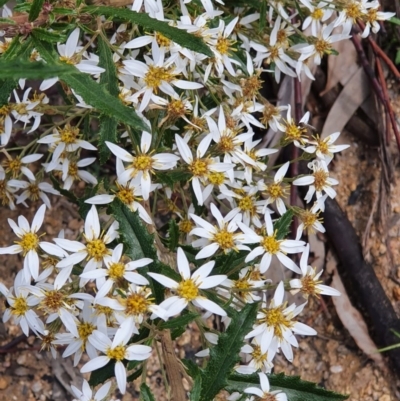 Olearia erubescens (Silky Daisybush) at Wyndham, NSW - 21 Oct 2020 by JoyGeorgeson