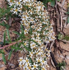 Olearia erubescens at Wyndham, NSW - 21 Oct 2020