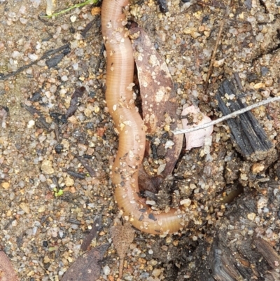 Oligochaeta (class) (Unidentified earthworm) at Wyndham, NSW - 16 Oct 2020 by JoyGeorgeson