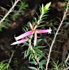 Epacris calvertiana var. versicolor at Wingecarribee Local Government Area - 17 Aug 2020 by plants
