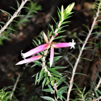 Epacris calvertiana var. versicolor at Morton National Park - 17 Aug 2020 by plants