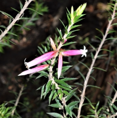 Epacris calvertiana var. versicolor at Wingecarribee Local Government Area - 18 Aug 2020 by plants